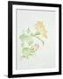 Hibiscus Rosa-Sinensis-Sarah Creswell-Framed Giclee Print