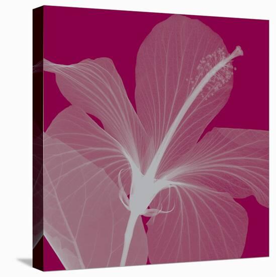 Hibiscus/Silver-Steven N^ Meyers-Stretched Canvas