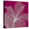 Hibiscus/Silver-Steven N^ Meyers-Stretched Canvas