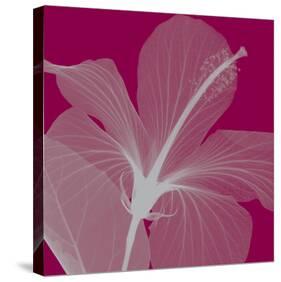 Hibiscus/Silver-Steven N^ Meyers-Stretched Canvas