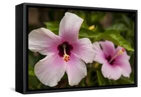 Hibiscus Tropical Flowers, Roatan, Honduras-Lisa S. Engelbrecht-Framed Stretched Canvas