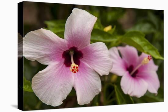 Hibiscus Tropical Flowers, Roatan, Honduras-Lisa S. Engelbrecht-Stretched Canvas