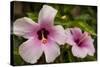 Hibiscus Tropical Flowers, Roatan, Honduras-Lisa S. Engelbrecht-Stretched Canvas