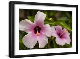 Hibiscus Tropical Flowers, Roatan, Honduras-Lisa S. Engelbrecht-Framed Photographic Print