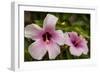 Hibiscus Tropical Flowers, Roatan, Honduras-Lisa S. Engelbrecht-Framed Photographic Print