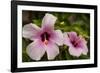 Hibiscus Tropical Flowers, Roatan, Honduras-Lisa S. Engelbrecht-Framed Photographic Print