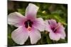 Hibiscus Tropical Flowers, Roatan, Honduras-Lisa S. Engelbrecht-Mounted Photographic Print