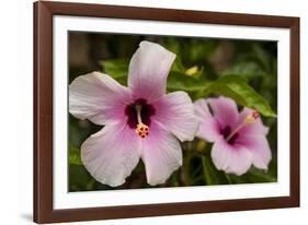 Hibiscus Tropical Flowers, Roatan, Honduras-Lisa S. Engelbrecht-Framed Photographic Print