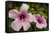 Hibiscus Tropical Flowers, Roatan, Honduras-Lisa S. Engelbrecht-Framed Stretched Canvas