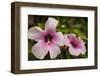 Hibiscus Tropical Flowers, Roatan, Honduras-Lisa S. Engelbrecht-Framed Photographic Print