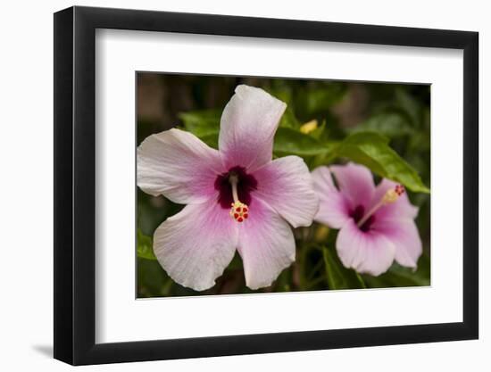 Hibiscus Tropical Flowers, Roatan, Honduras-Lisa S. Engelbrecht-Framed Photographic Print