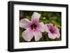 Hibiscus Tropical Flowers, Roatan, Honduras-Lisa S. Engelbrecht-Framed Photographic Print