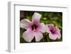 Hibiscus Tropical Flowers, Roatan, Honduras-Lisa S. Engelbrecht-Framed Premium Photographic Print