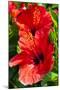 Hibiscus, Tunisia-Nico Tondini-Mounted Premium Photographic Print