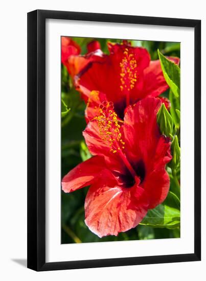 Hibiscus, Tunisia-Nico Tondini-Framed Photographic Print