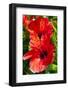 Hibiscus, Tunisia-Nico Tondini-Framed Photographic Print