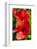 Hibiscus, Tunisia-Nico Tondini-Framed Photographic Print
