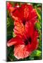 Hibiscus, Tunisia-Nico Tondini-Mounted Photographic Print