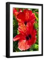 Hibiscus, Tunisia-Nico Tondini-Framed Premium Photographic Print