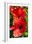 Hibiscus, Tunisia-Nico Tondini-Framed Premium Photographic Print