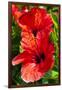 Hibiscus, Tunisia-Nico Tondini-Framed Photographic Print