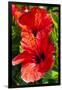 Hibiscus, Tunisia-Nico Tondini-Framed Photographic Print