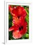 Hibiscus, Tunisia-Nico Tondini-Framed Photographic Print