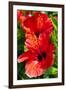 Hibiscus, Tunisia-Nico Tondini-Framed Photographic Print