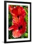 Hibiscus, Tunisia-Nico Tondini-Framed Photographic Print