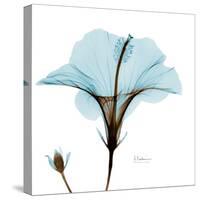 Hibiscus Wave-Albert Koetsier-Stretched Canvas