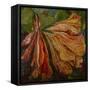 Hibiscus Wilt-jocasta shakespeare-Framed Stretched Canvas