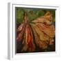 Hibiscus Wilt-jocasta shakespeare-Framed Giclee Print