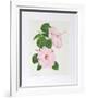 Hibiscus-Marion Sheehan-Framed Collectable Print