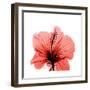 Hibiscus-Albert Koetsier-Framed Premium Giclee Print