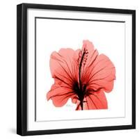 Hibiscus-Albert Koetsier-Framed Premium Giclee Print