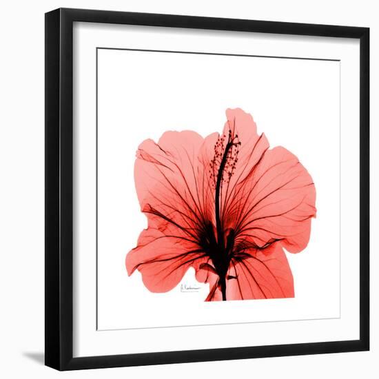 Hibiscus-Albert Koetsier-Framed Premium Giclee Print