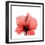 Hibiscus-Albert Koetsier-Framed Premium Giclee Print