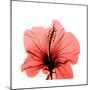Hibiscus-Albert Koetsier-Mounted Premium Giclee Print