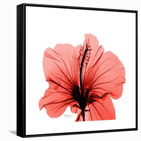 Hibiscus-Albert Koetsier-Framed Stretched Canvas