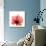 Hibiscus-Albert Koetsier-Premium Giclee Print displayed on a wall