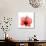 Hibiscus-Albert Koetsier-Premium Giclee Print displayed on a wall