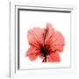 Hibiscus-Albert Koetsier-Framed Premium Giclee Print