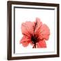 Hibiscus-Albert Koetsier-Framed Premium Giclee Print