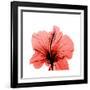 Hibiscus-Albert Koetsier-Framed Premium Giclee Print