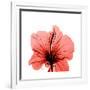 Hibiscus-Albert Koetsier-Framed Premium Giclee Print