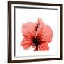 Hibiscus-Albert Koetsier-Framed Premium Giclee Print