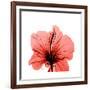 Hibiscus-Albert Koetsier-Framed Premium Giclee Print