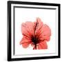 Hibiscus-Albert Koetsier-Framed Premium Giclee Print