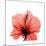 Hibiscus-Albert Koetsier-Mounted Premium Giclee Print