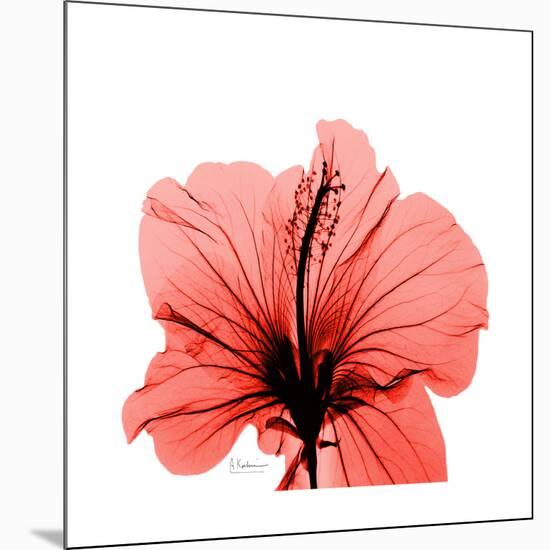 Hibiscus-Albert Koetsier-Mounted Premium Giclee Print